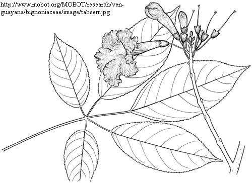 ipe de jardim botânico:Tabebuia serratifolia ipe de jardim botânico:Tabebuia serratifolia