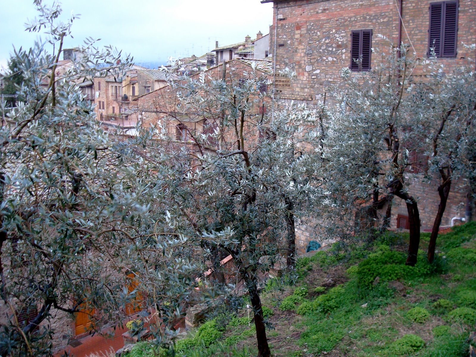 [italy+olive+trees.jpg]