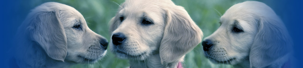 Animal Cruelty