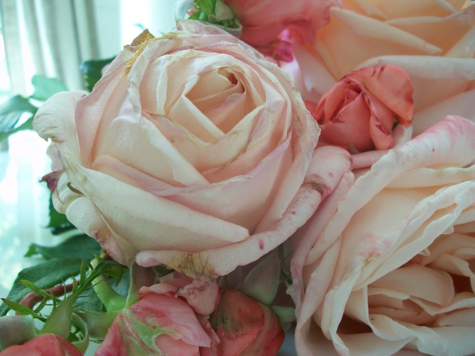 Full Bloom Cottage Roses to all the Moms.....