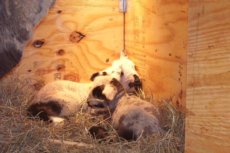 [CF+lambs+Day+1.jpg]