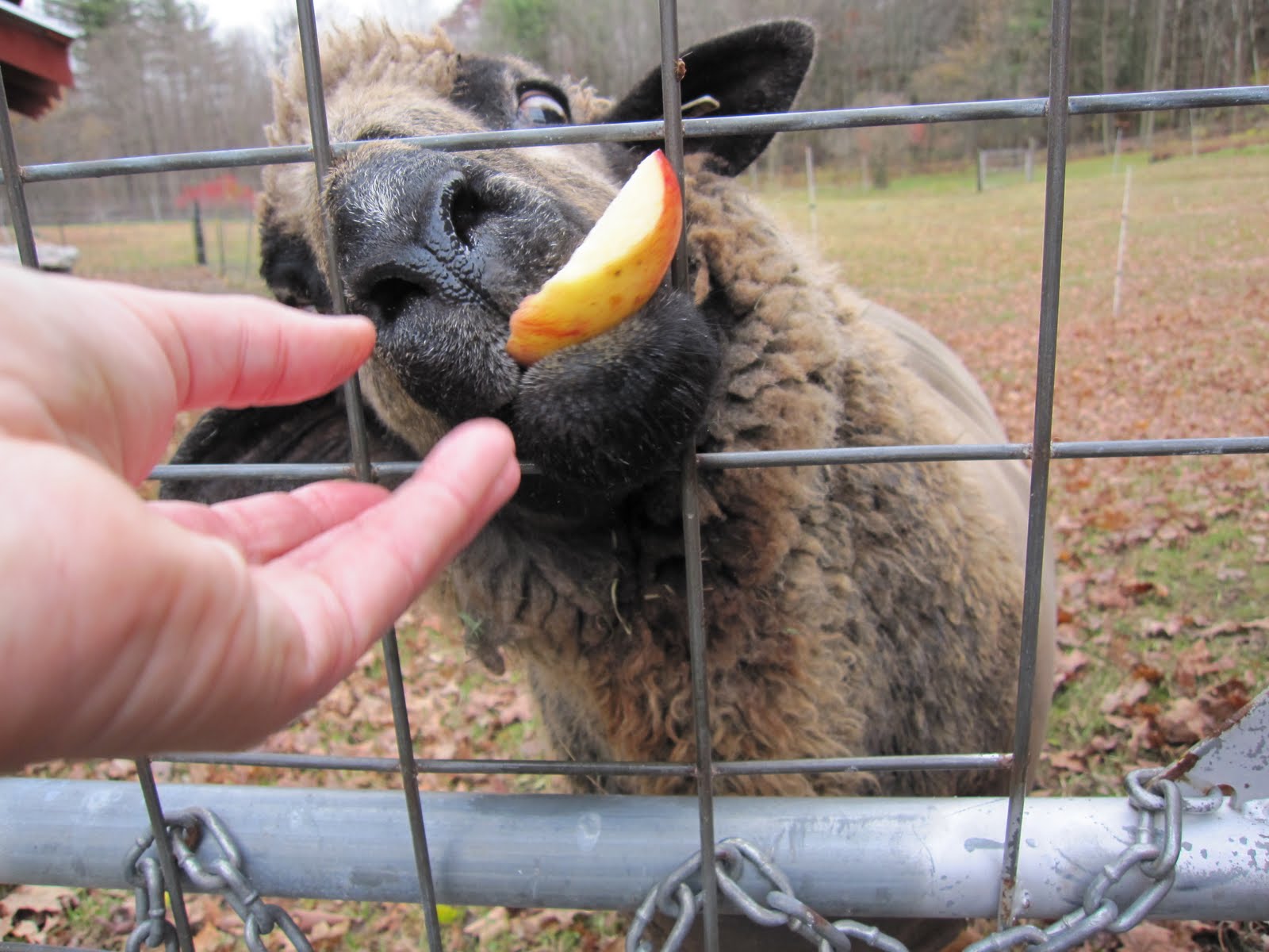 [Jackie+gets+a+slice.jpg]