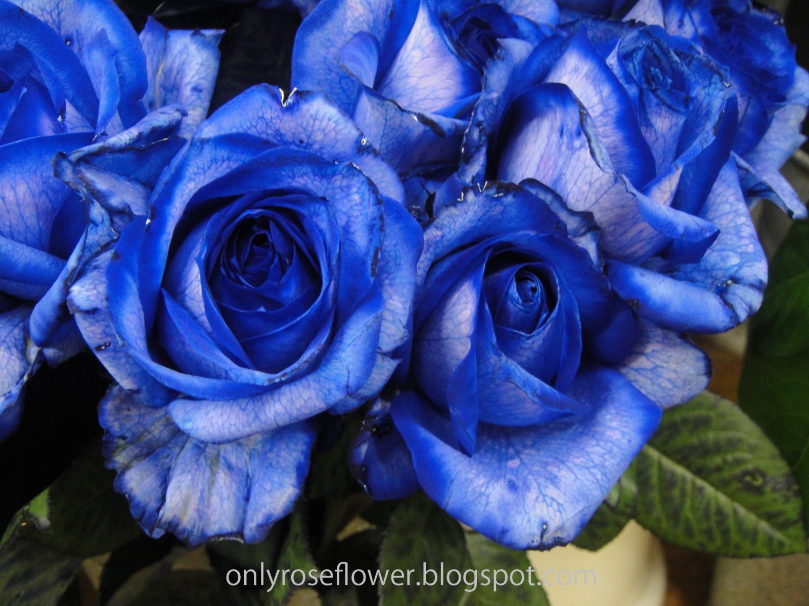 Wallpaper of Blue Rose || Only beautiful Roses