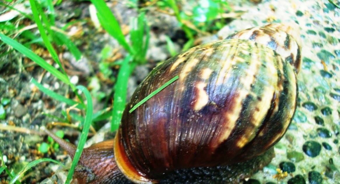 Philippines Phil Snail Mulching
