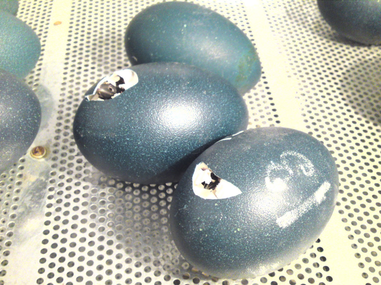 Emu Farming Guide Emu Eggs Some Facts