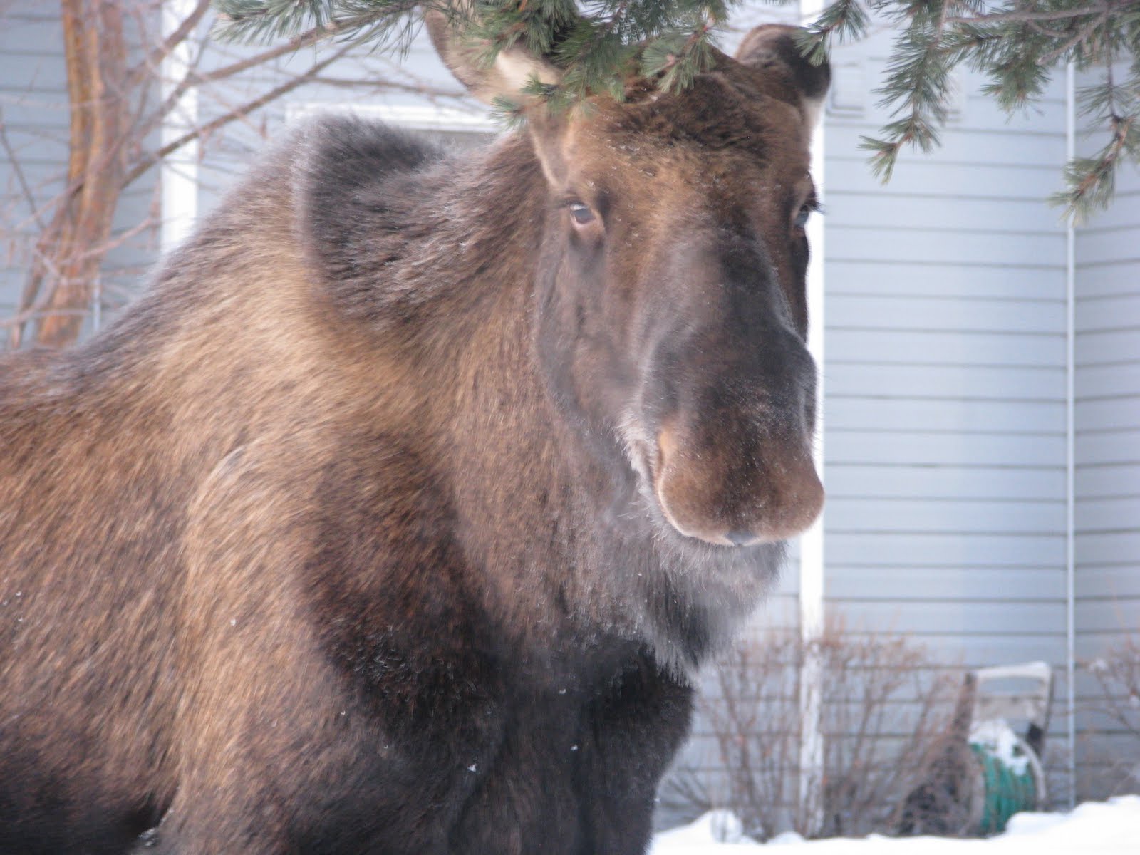 [Moose+009.JPG]