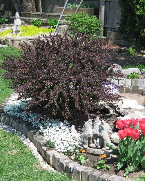 types of barberry bushes