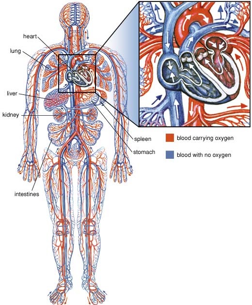 Biology 156 Compendium Review Oxygen, Microbes, Immunity