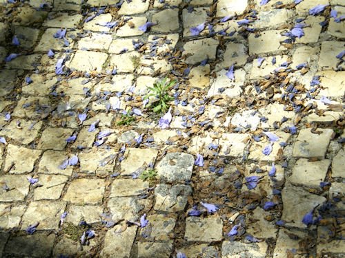 [jacaranda2.jpg]