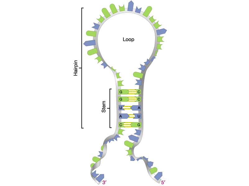 RNA Virus Dinky hairpin RNA