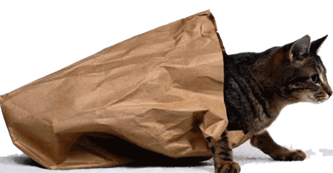 cat_out_of_the_bag.gif
