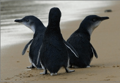 Pingüinos