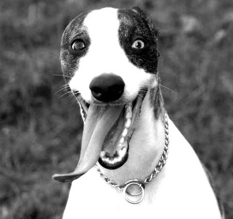 silly dog images