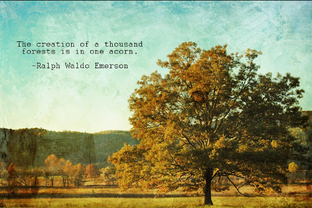 Tree Quotes. QuotesGram
