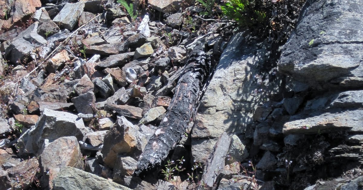 Meandering Washington Field Trip Chumstick Mountain