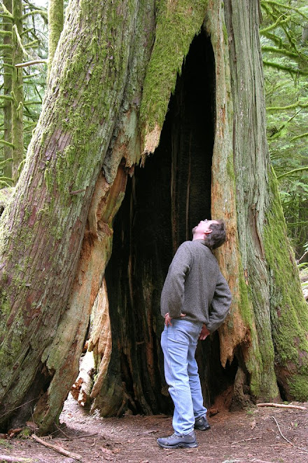 Hollow Cedar
