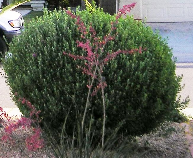 Texas Sage Extreme Pruning