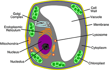 Real Plant Cell