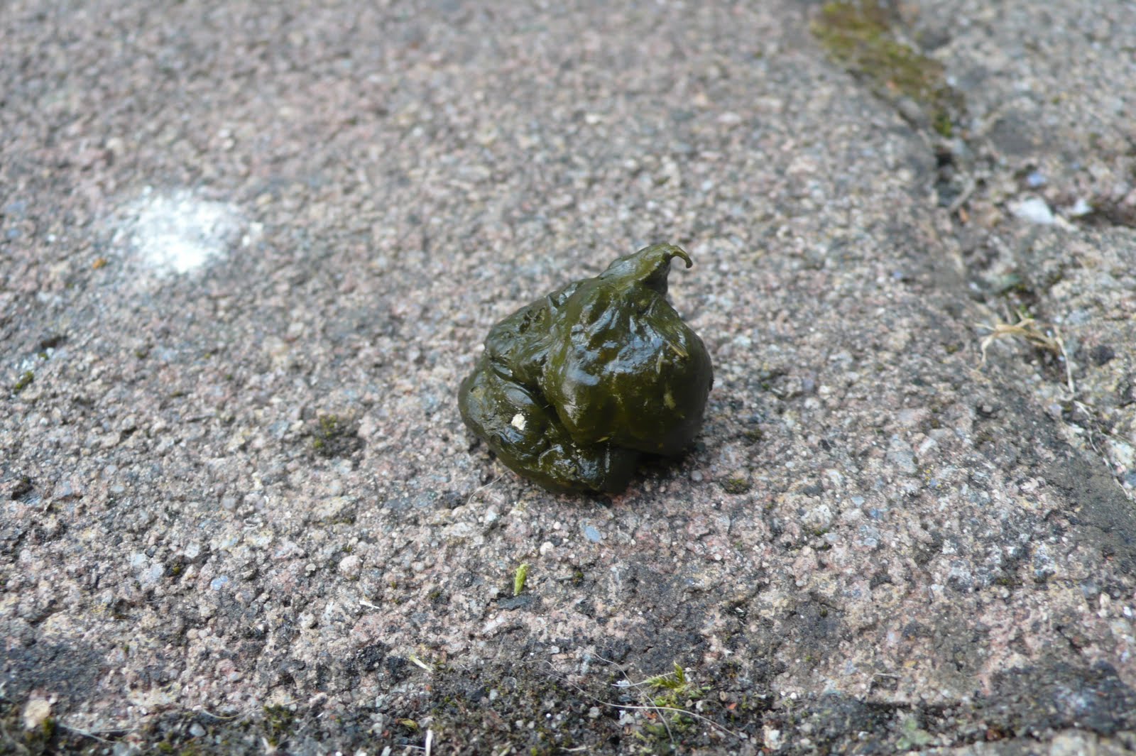 ProTier Landschildkröten endlich richtig ernähren!