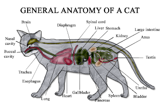 Animal Care PLC: Animal Anatomy and Physiology