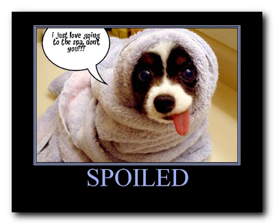 funny animals with captions funny pictures with captions. funny animals with captions