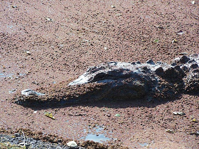 brazos bend state park alligator birds were