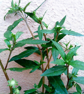 Bhringraj In Tamil