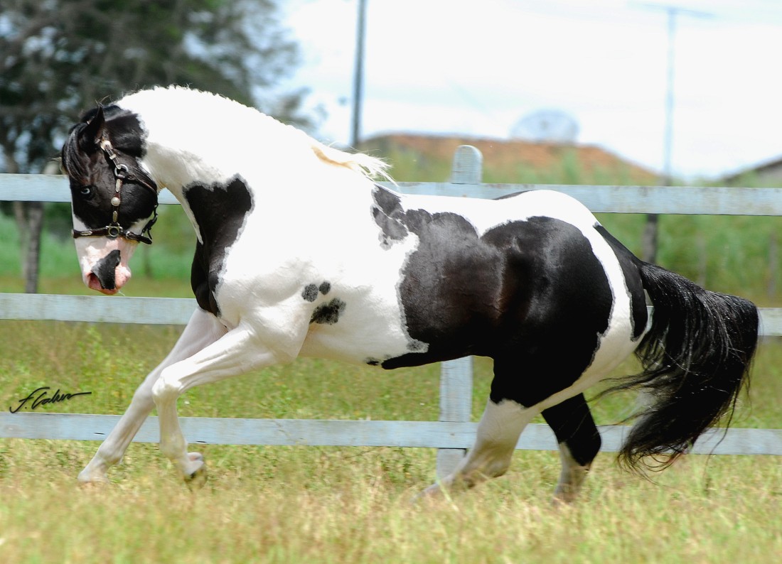 CAVALOS DO BRASIL PAINT HORSE
