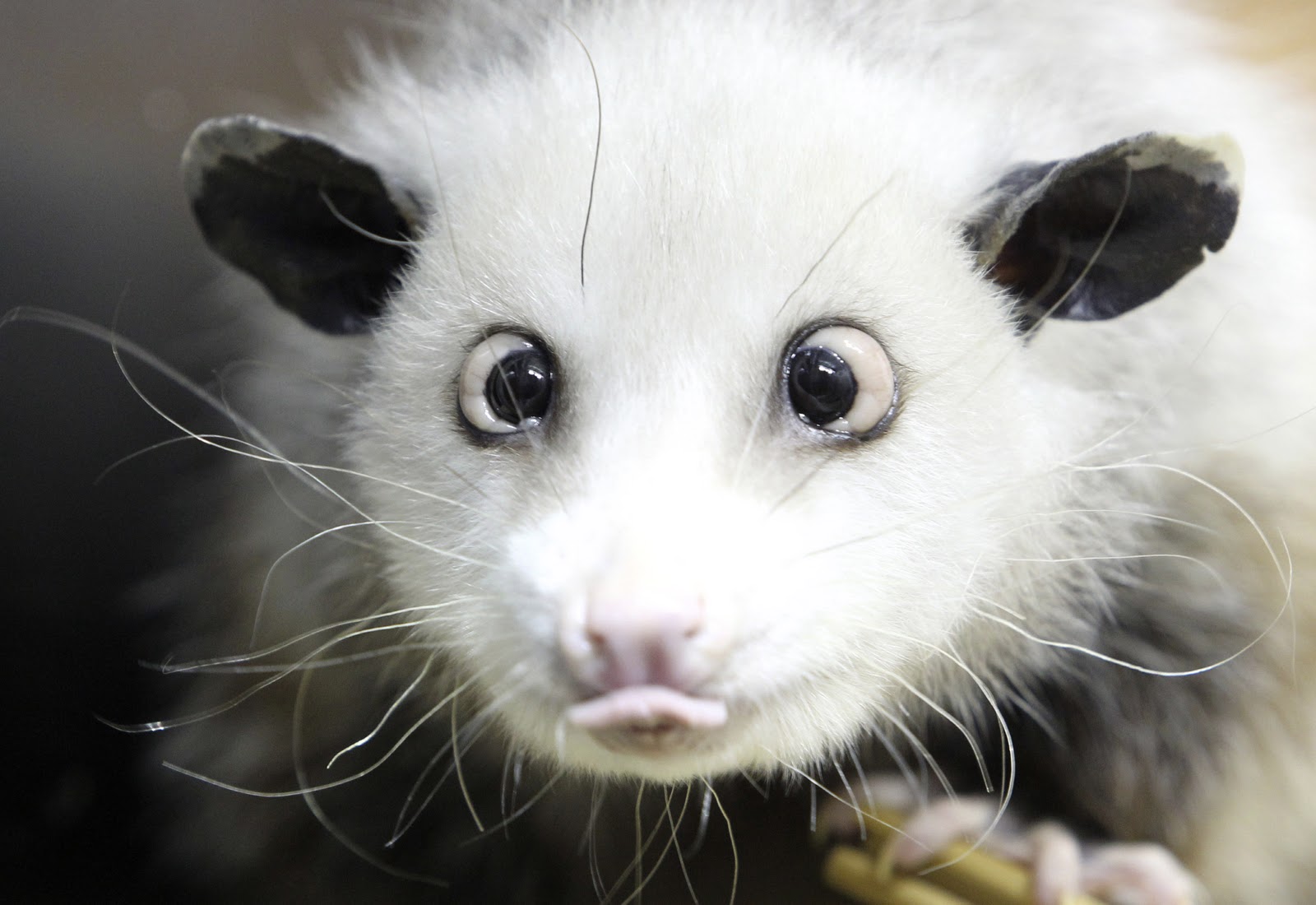 The NewsHerald Blogs Pets Unleashed Heidi the crosseyed opossum