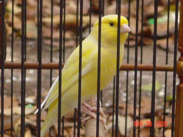 Dapat Menikmati Keindahan Burung Ini Mencakup Dapat Menikmati Keindahan Burung Ini Mencakup