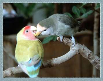 Ternak sapi tanpa ngarit ternak ayam cemani asli