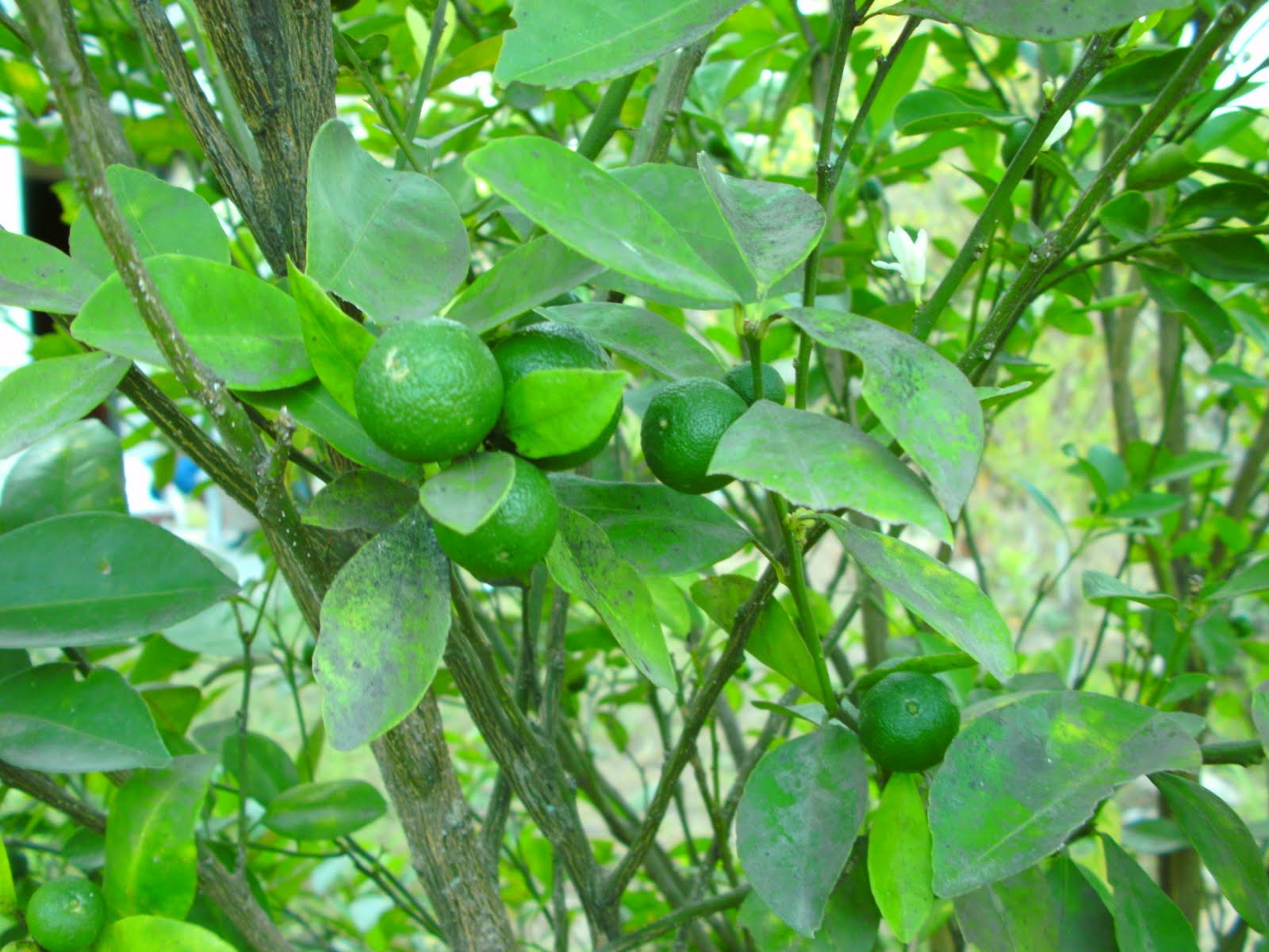 The Captivated Life Calamansi Calamondin Citrus × microcarpa