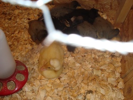[farm+duck+babies.jpg]