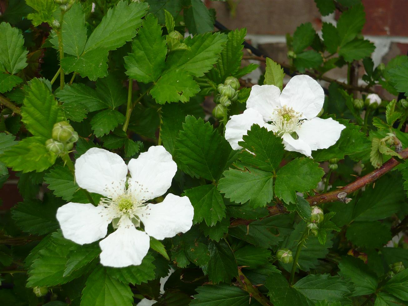 Tew's Life on the Bayou Backyard blackberries in bloom