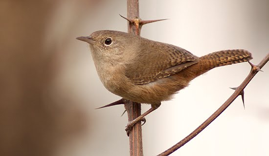 aves de los toldos: Ratona