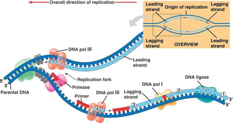 What Is Dna Replication