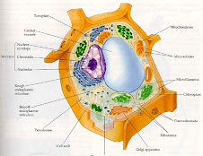 PLANT CELL