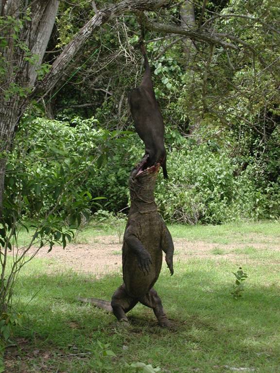 Komodo Pictures Gallery Images