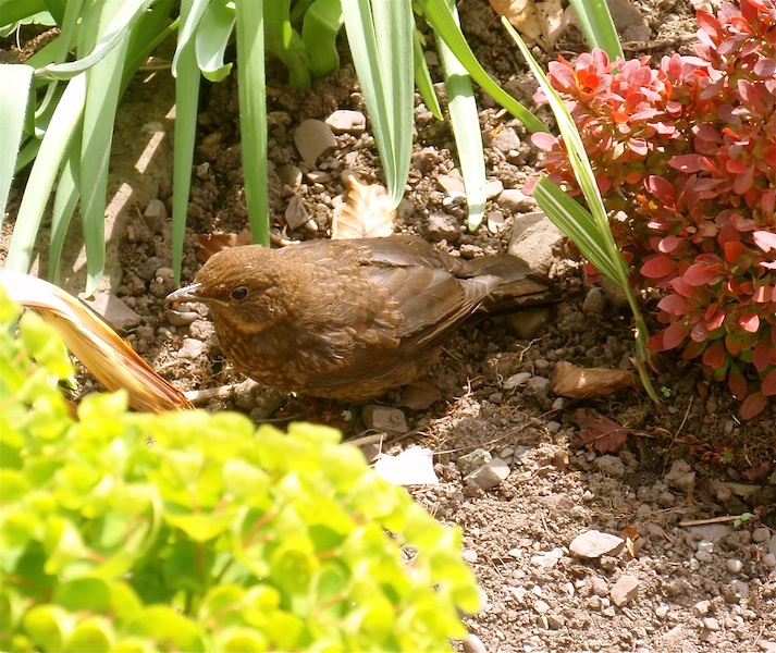 Baby Thrush Bird