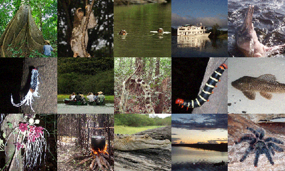 [painel_amazonia-copy.gif]