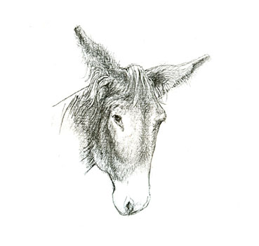 [Burro.jpg]