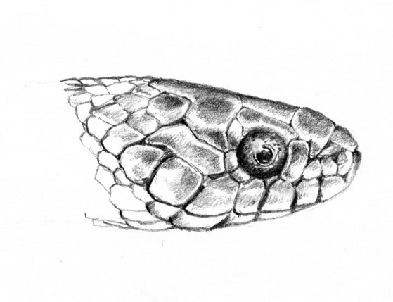[cobra.jpg]