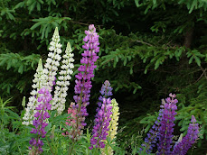 PEI Lupins