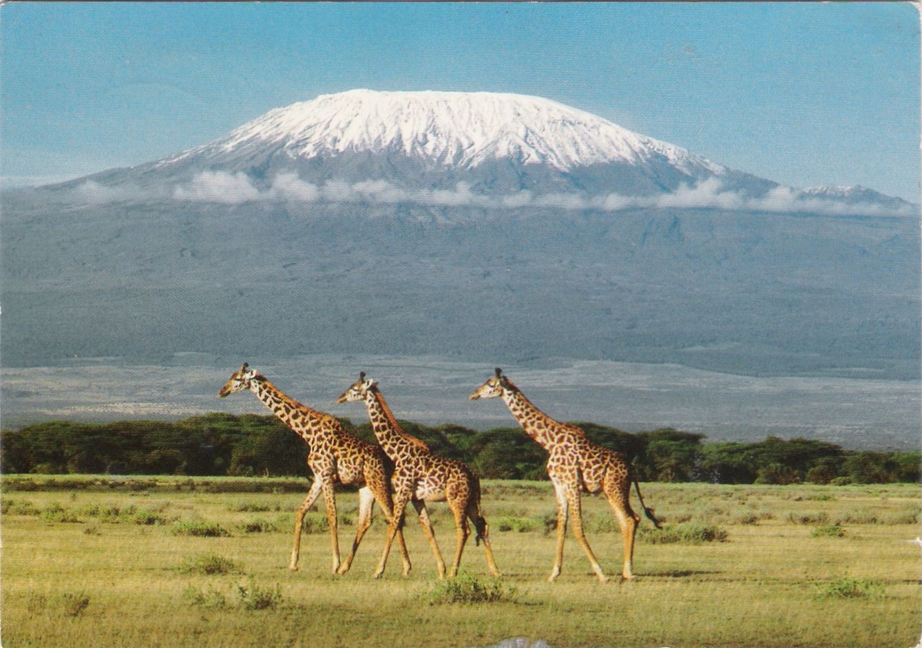 Covers & Postcards 577 Postcard from Kenya, view of Kilimanjaro