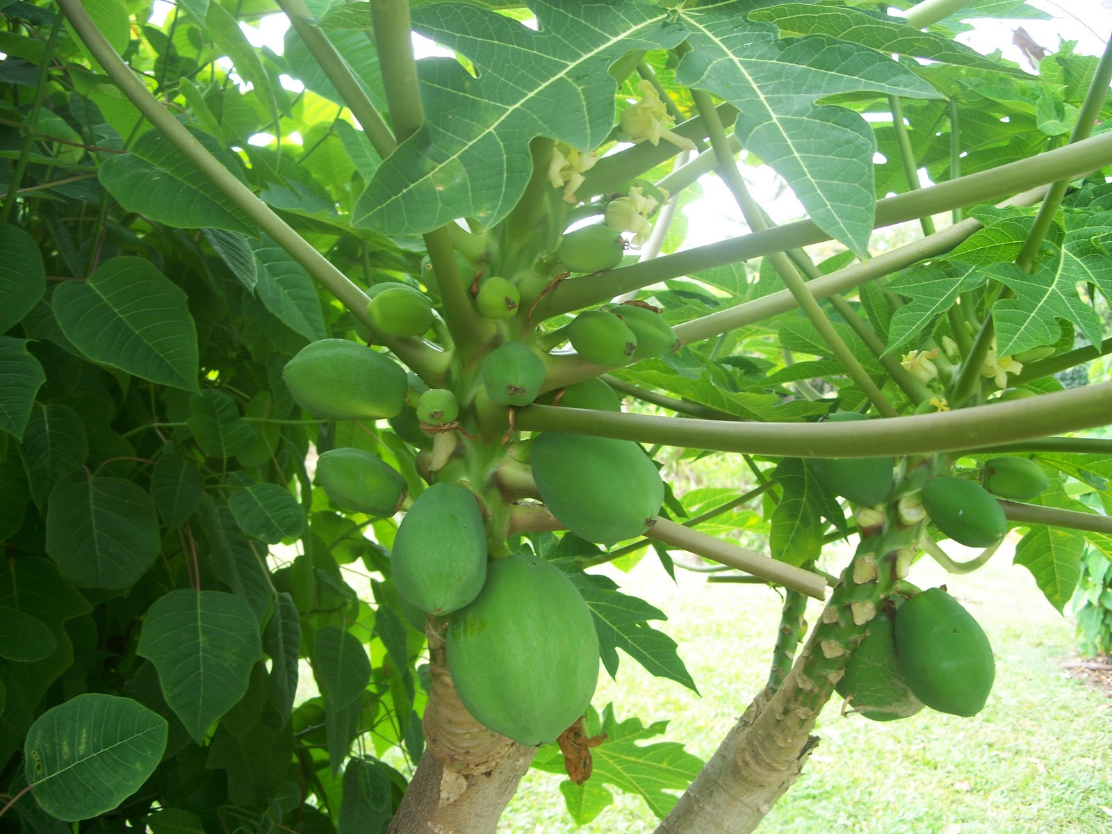 Paw Paws (Papayas) What a Wonderful Life!