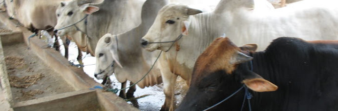 Qurban ( Kurban ) sapi atau kambing