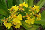 Oncidium 文心兰