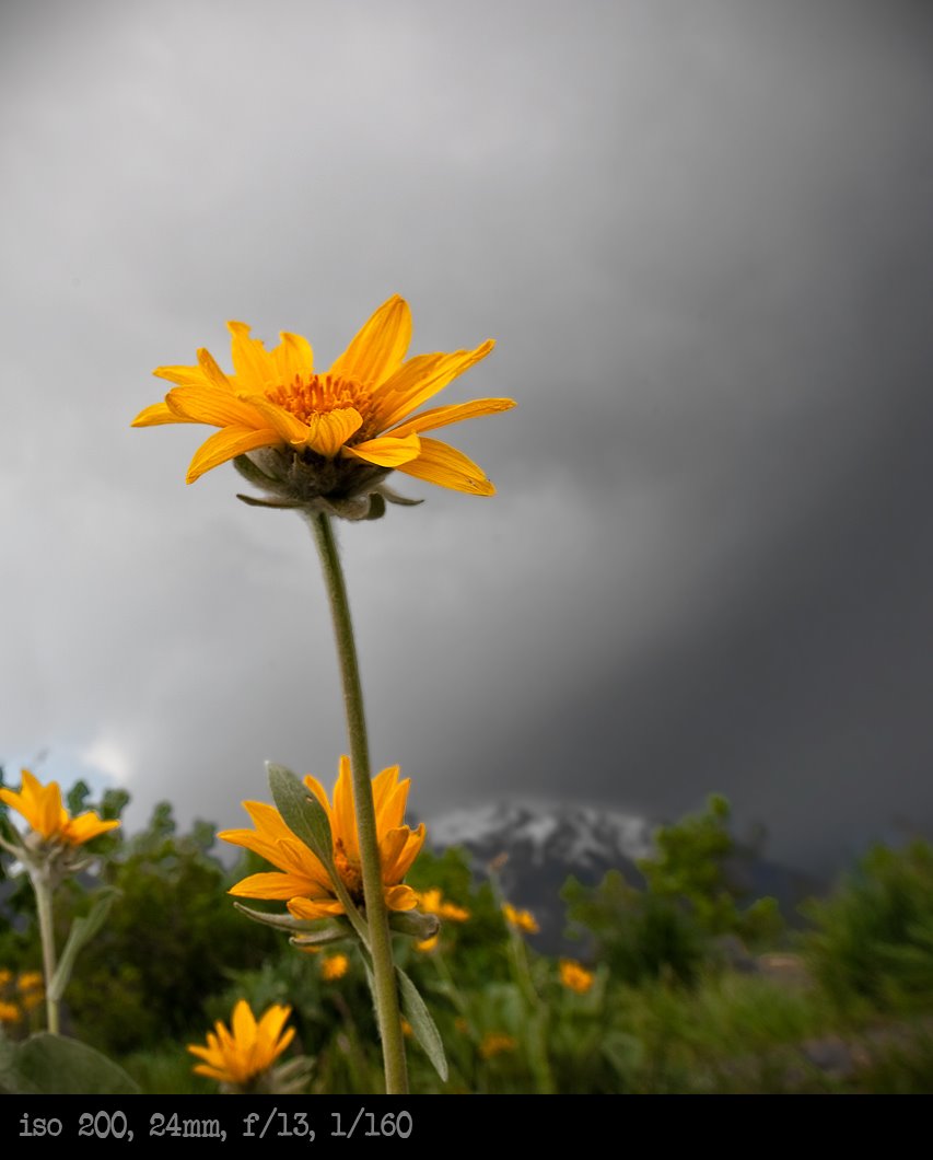 [wildflower-storm.jpg]
