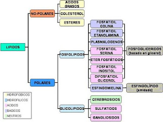 Lipidos esteroides funcion