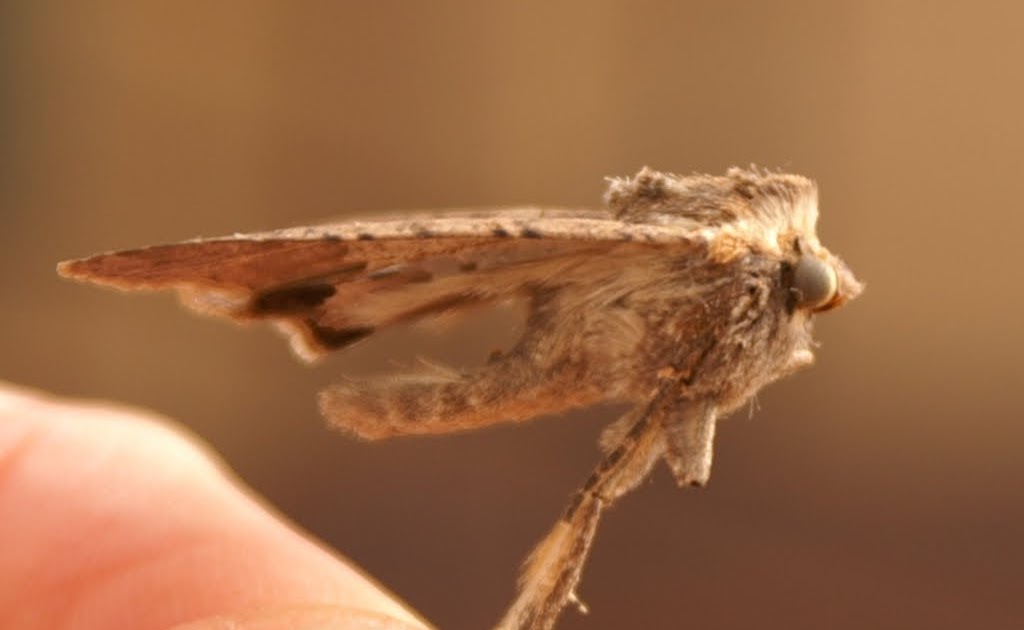 Am I Bugging You Yet? Moths are Attracted to Light